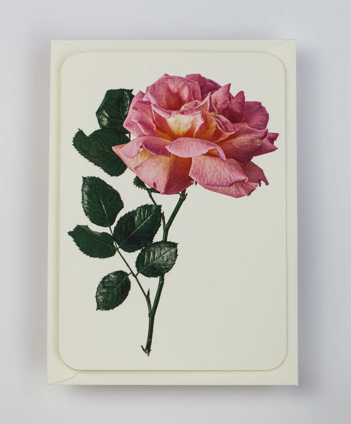 Pink Rose Greeting Card