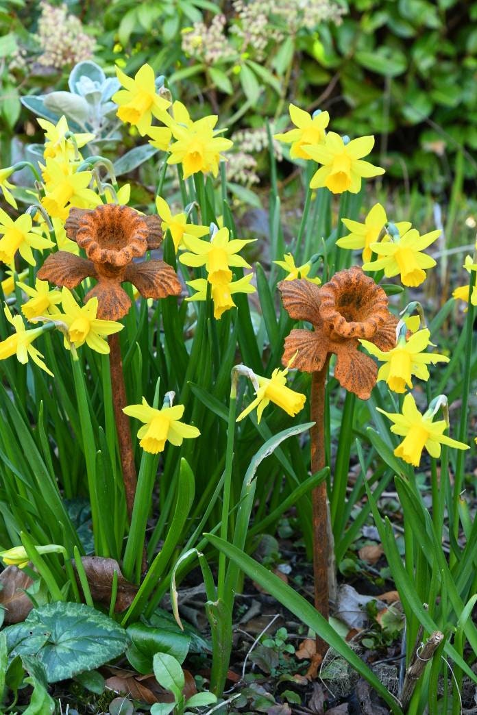 Daffodil Garden Sculpture - Rusty Metal Garden Flower - THE BRISTOL ARTISAN