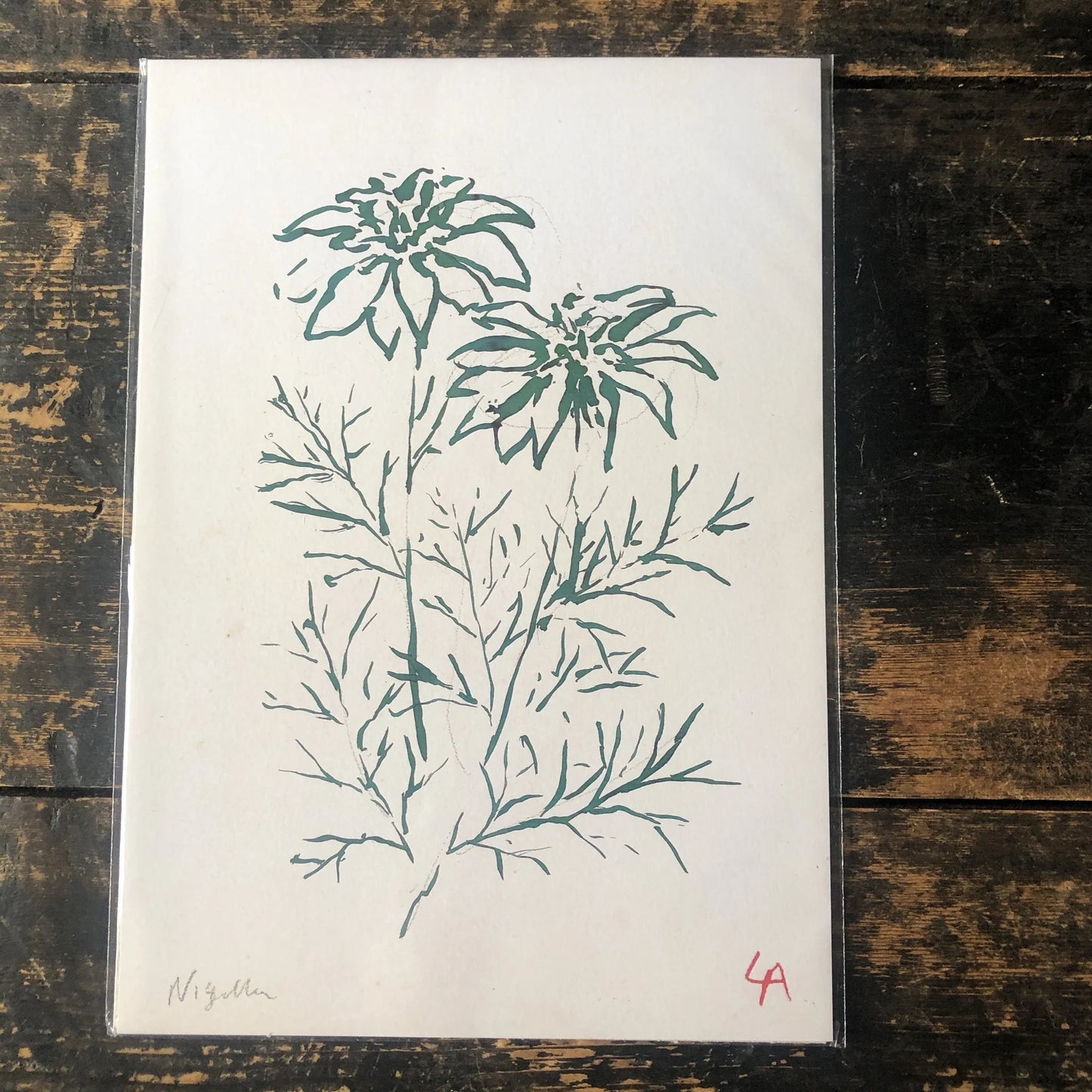 Nigela A4 Art Print